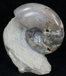 Polished Shloenbacchia Ammonite With Stone Base #35314-1